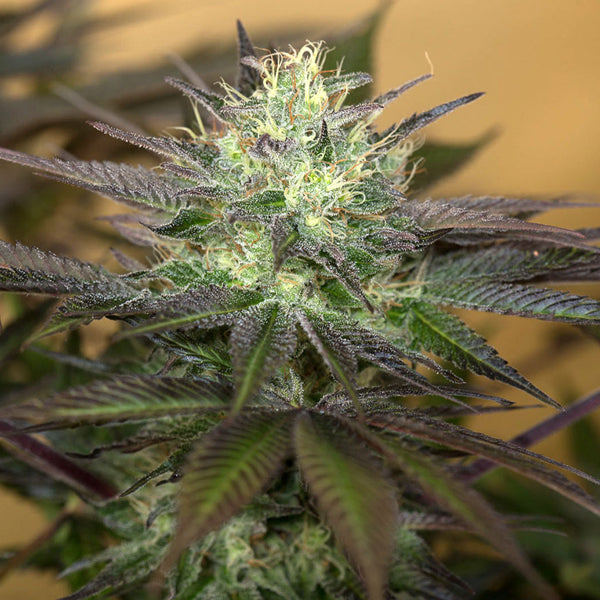 Sapphire Og 5 ud Humboldt Seed Organization