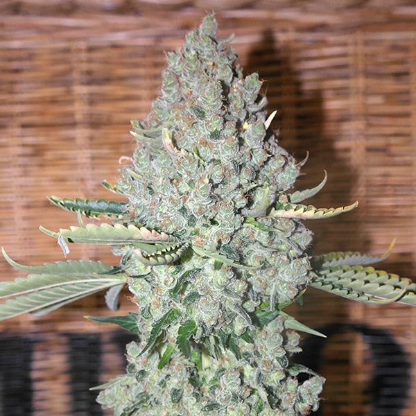 Sativa Des Rois 1 u. fem French Touch Seeds