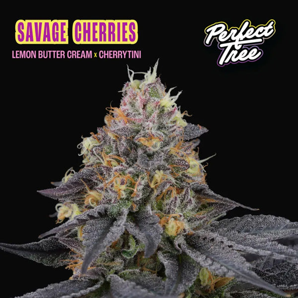 Savage Cherries 6 ud. fem Perfect Tree