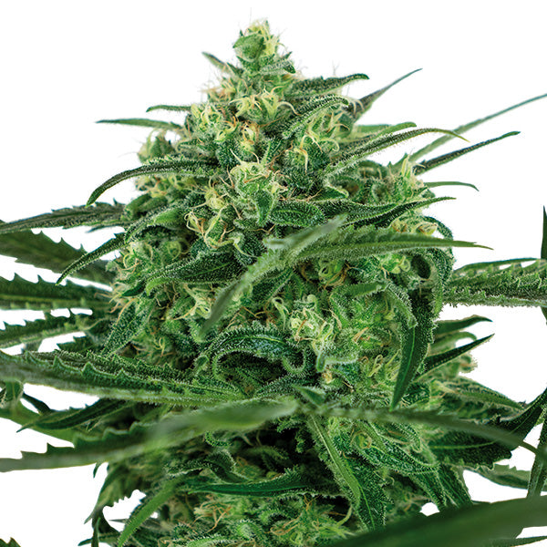 Sensi Amnesia 5 u. fem. Sensi Seeds