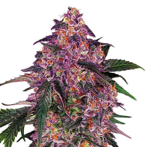 Sensi Purple Kush 3 u. fem. Sensi Seeds