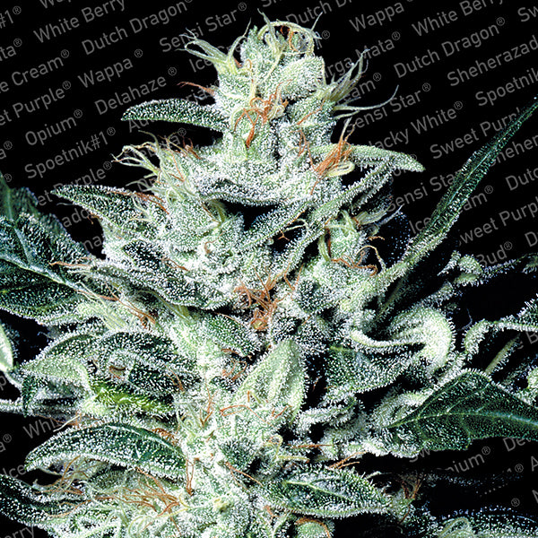 Sensi Star 10 units fem. Paradise Seeds