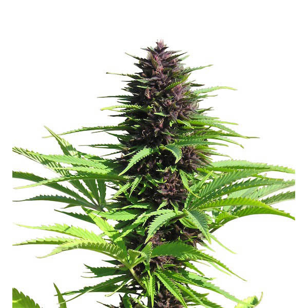 Shaman 5 pz. fem. Dutch Passion