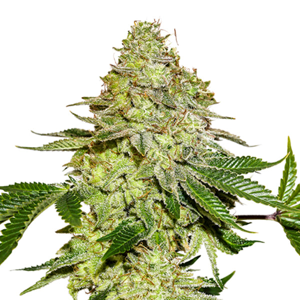 Sherbet fem. 3 u. Seedstockers