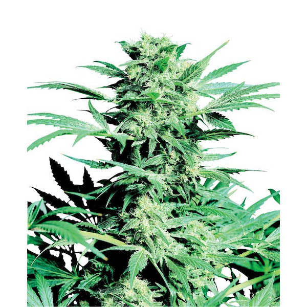 Shiva Skunk 10 pc. fem. Sensi Seeds