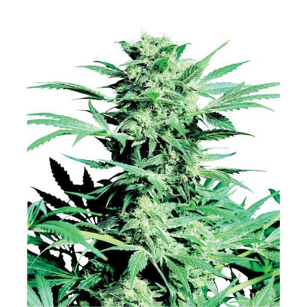 Shiva Skunk 10 u. reg. Sensi Seeds