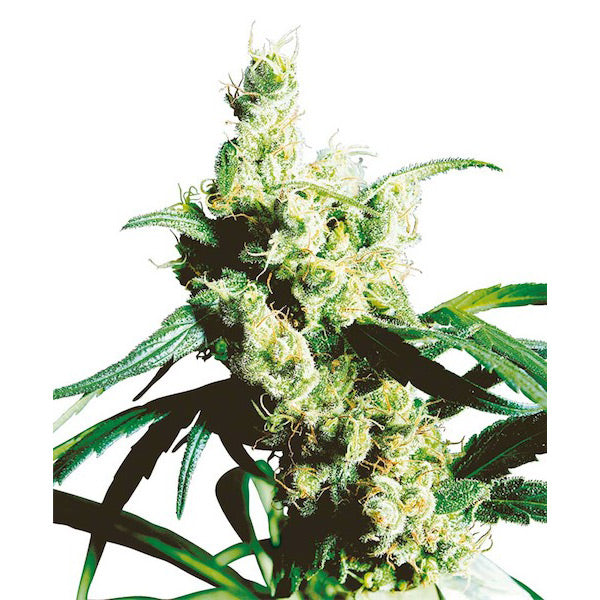 Silver Haze #9 - 3 u. fem. Sensi Seeds