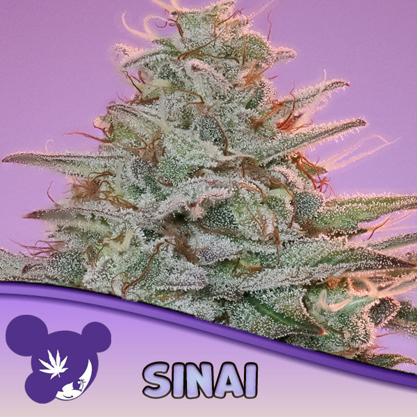 Sinai 3 u. fem Anesia