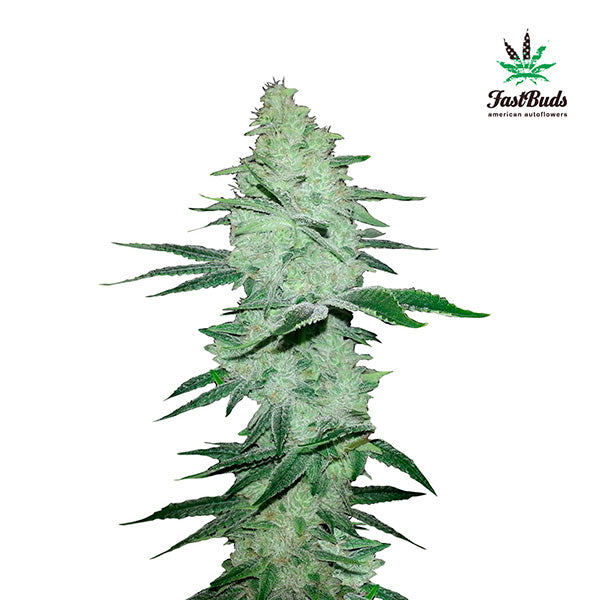 Six Shooter Auto 1 pz. fem. FastBuds Seeds
