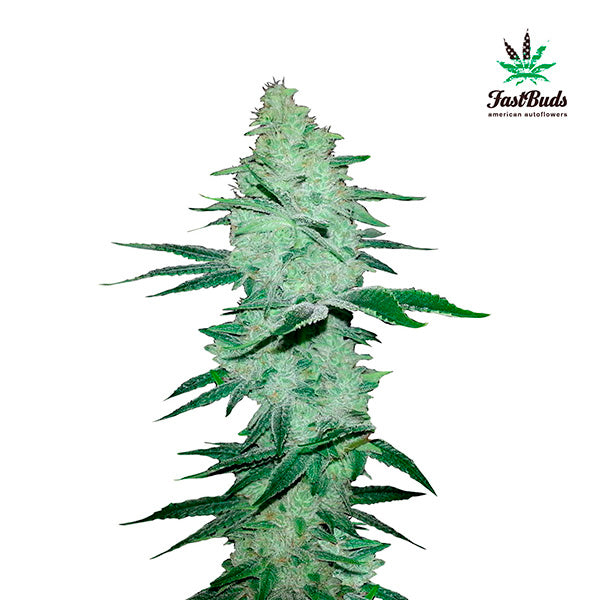 Six Shooter Auto 5 u. fem. FastBuds Seeds