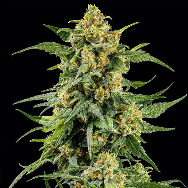 Skunk #1 - 3 u. fem. Barney's