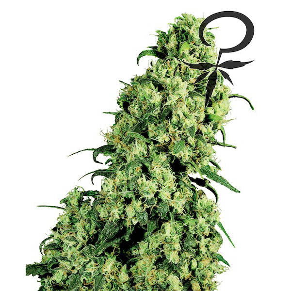 Skunk #1 - 5 u. fem. White Label
