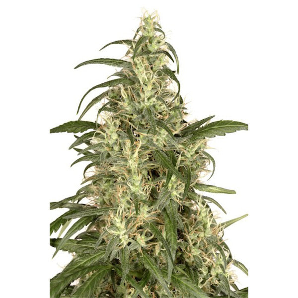 Skunk #11 - 3 u. fem. Dutch Passion