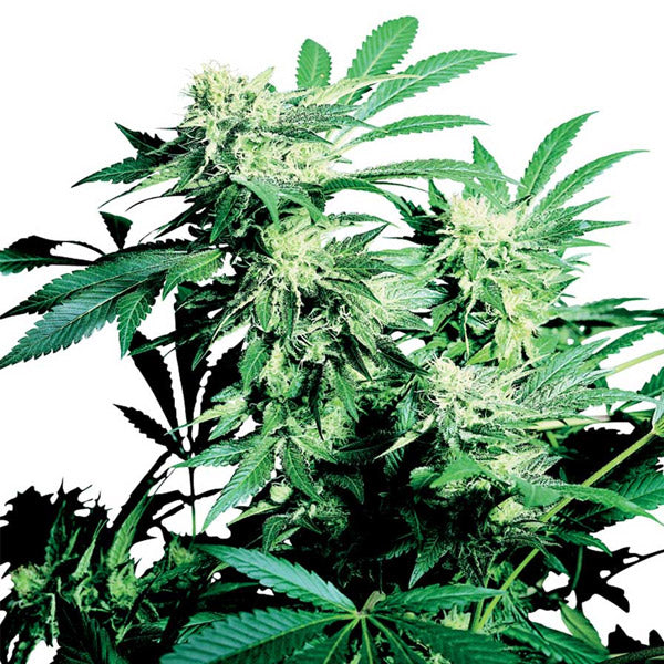 Skunk Kush 3 u. fem. Sensi Seeds