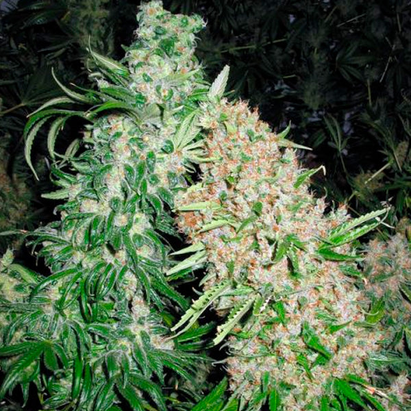 Skunk Special 4 pz. fem. Female Seeds