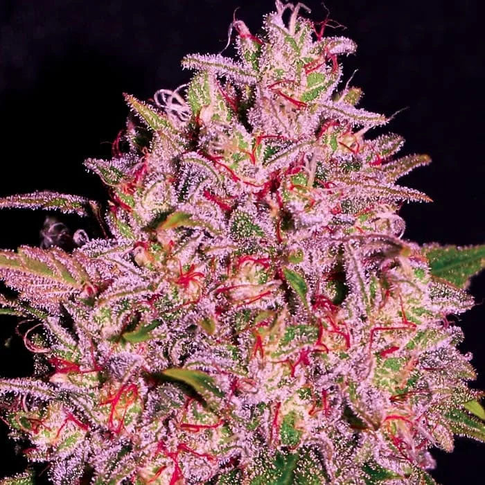 Slurty 10 fem. seeds Empire Seeds