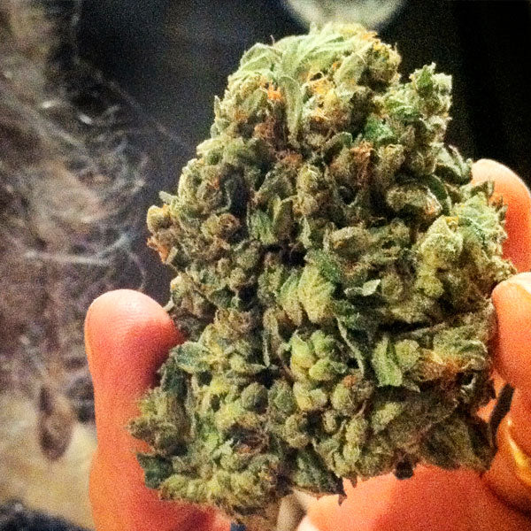 So G Kush 3 u. fem. Soma Seeds