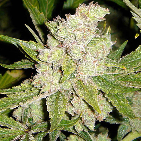 Sogouda 3 u. fem. Soma Seeds