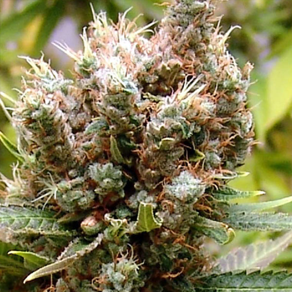 Somalicious 3 u. fem. Soma Seeds