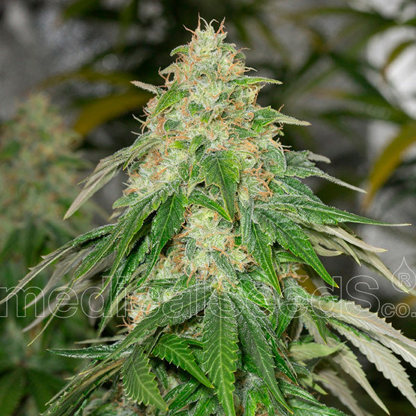 Some Sweet 5 u. fem. Medical Seeds