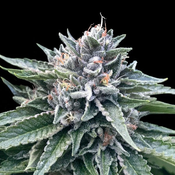 Sorbet #4 - 10 pc. fem. DNA Genetics
