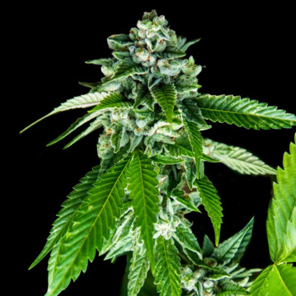 Sorbet Dreams 3 ea. fem. DNA Genetics