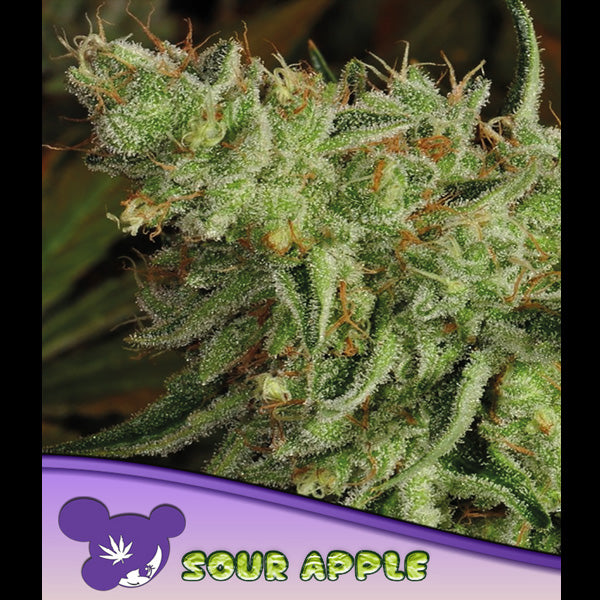 Sour Apple 5 u. fem Anesia