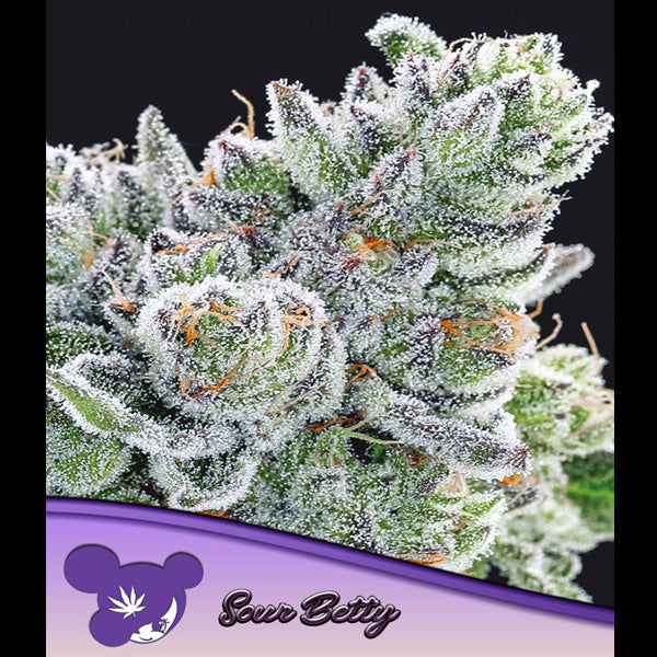 Sour Betty 3 u. fem Anesia