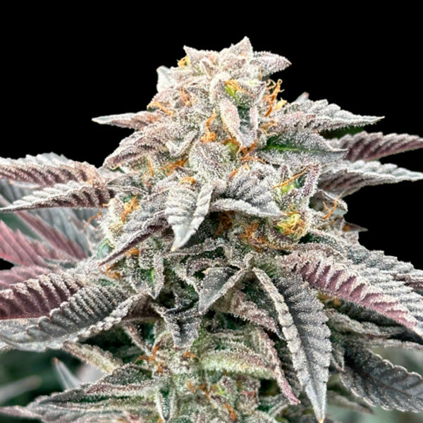 Sour Burger 5 u. fem Gratefull Seeds