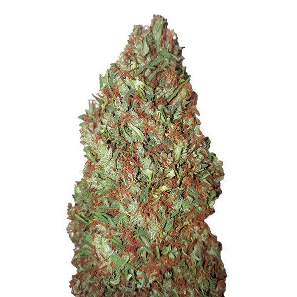Sour Diesel (0.4/25) 3 feminized CBD+ Buds