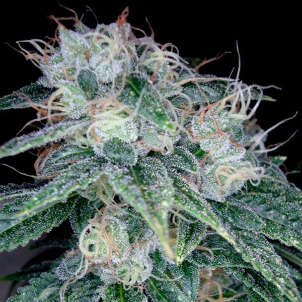 Sour Diesel 5 pc. fem. DNA Genetics