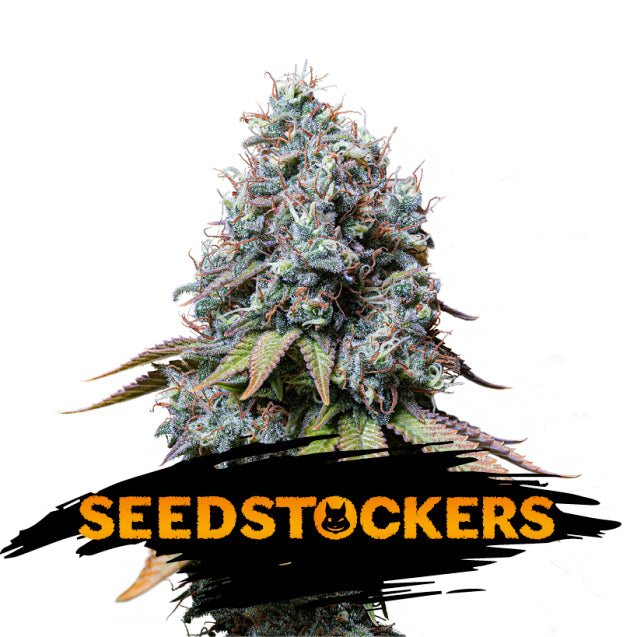 Sour Diesel fem. 5 u. Seedstockers