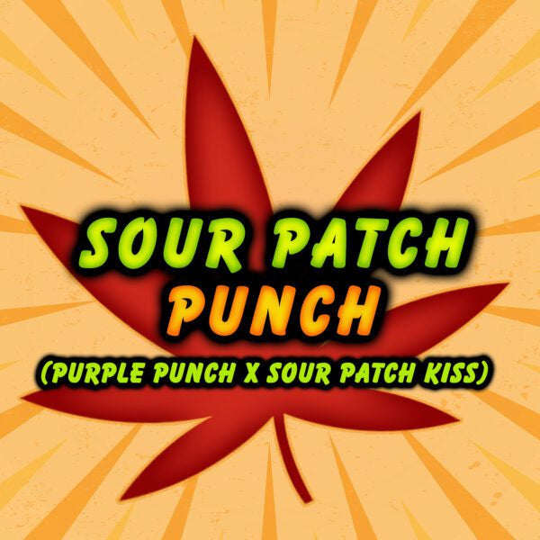 Sour Patch Punch 6 ud. fem Elev8 Seeds