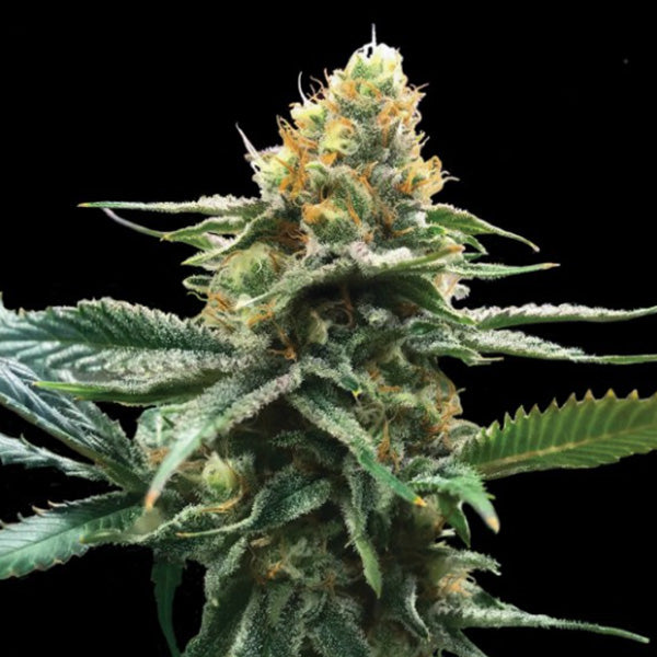 Sour Sorbet 3 female seeds DNA Genetics