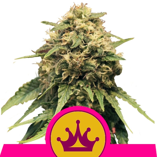 Special Queen #1 - 1 u. fem. Royal Queen