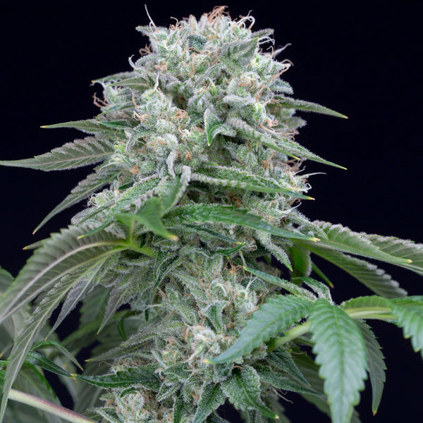 Starfire OG 5 ud Silent Seeds