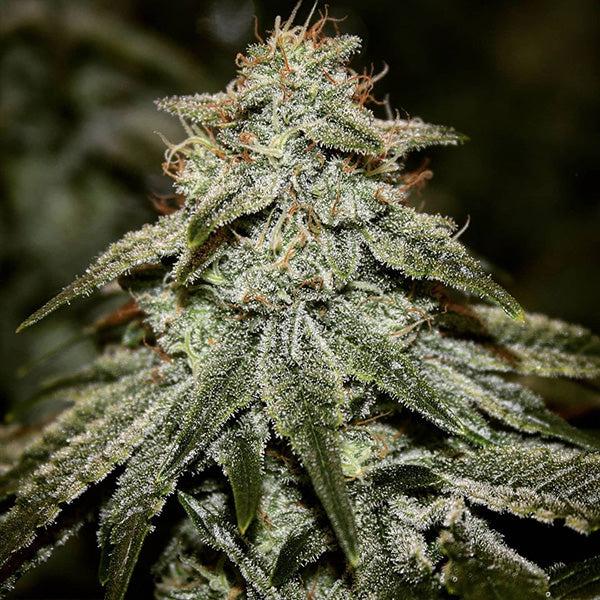 Sticky Gorilla #4 3 u. fem Pure Instinto