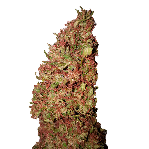 Strawberry (0,4/15) 1 u. fem. CBD+ Buds