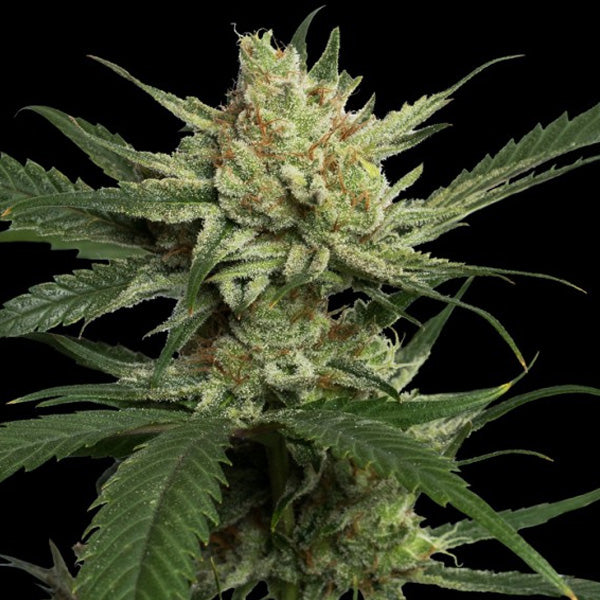 Strawberry Banana 5 fem. DNA Genetics