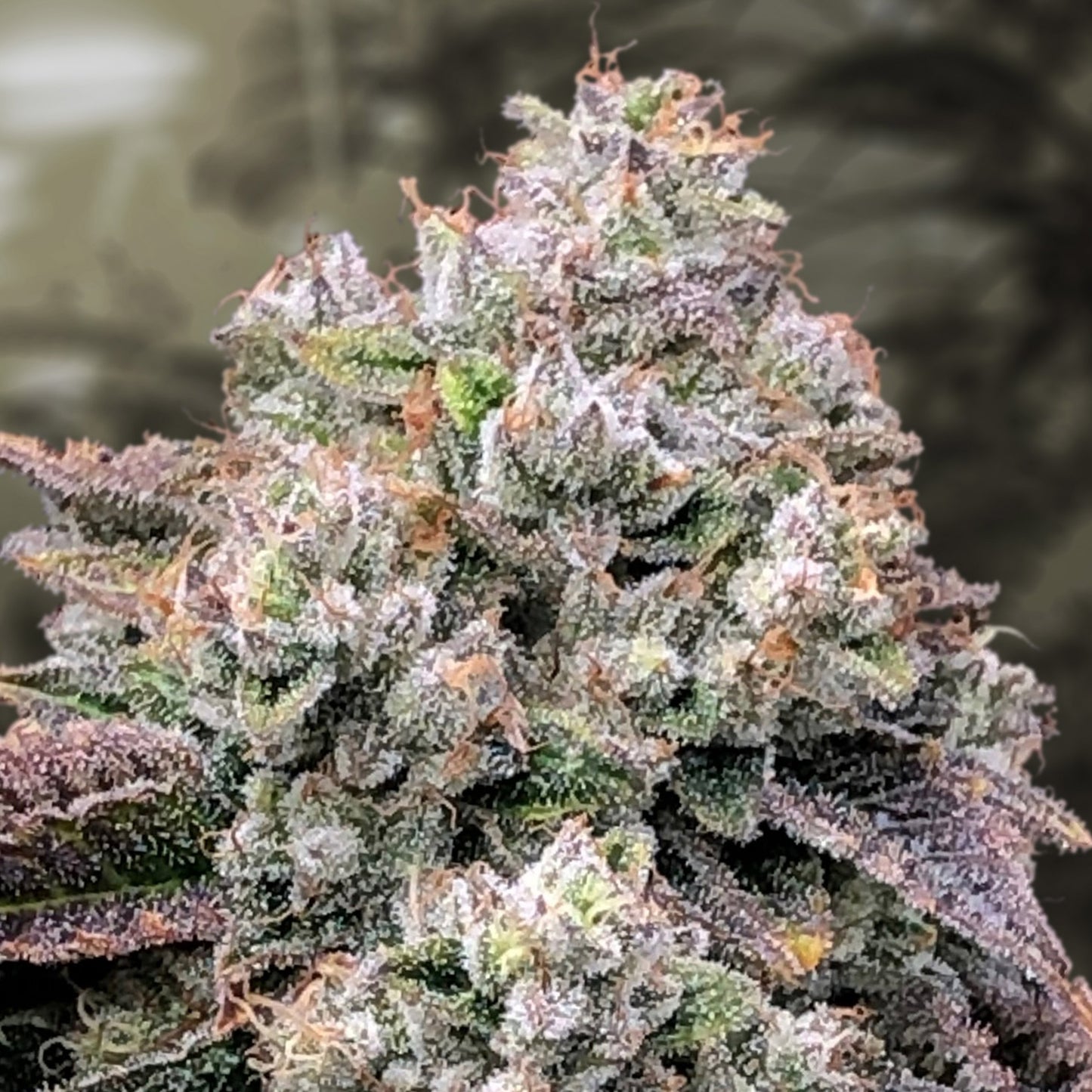 Strawberry Banana Fast 5 ud High Speed Buds