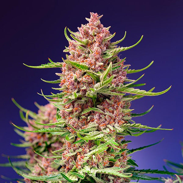 Strawberry Cola Sherbet F1 Fast Version 5+2 u. fem. Sweet Seeds