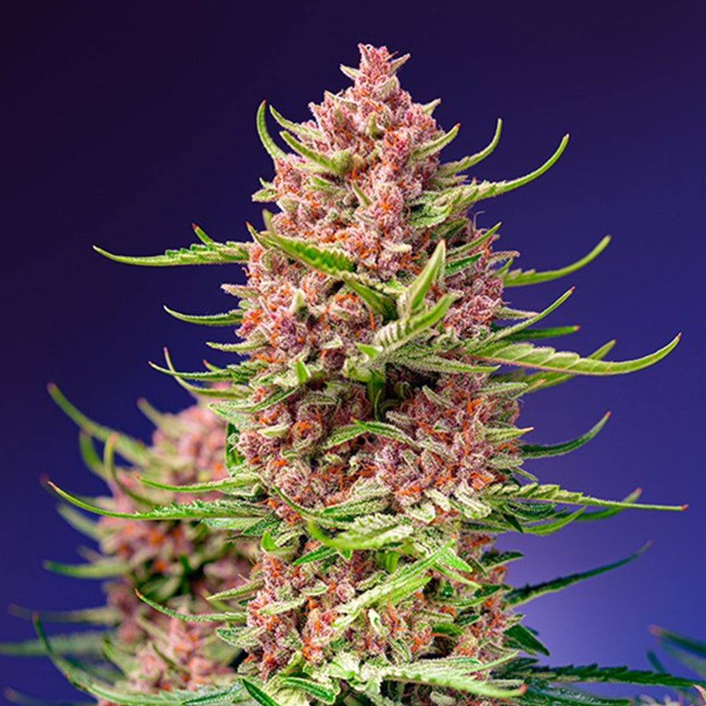 Strawberry Cola Sherbet F1 Fast Version 25 u. fem. Granel Profesionales Sweet Seeds