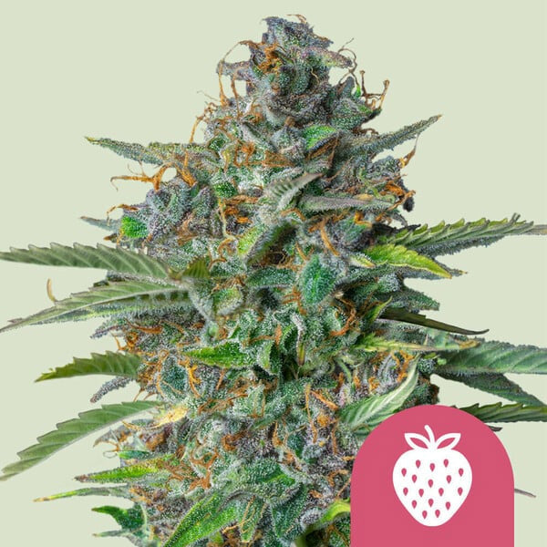 Strawberry Cough 1 u. fem. Royal Queen