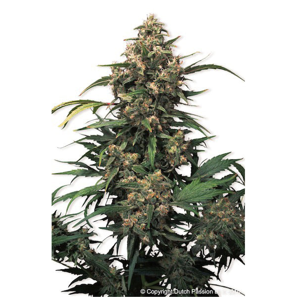 Strawberry Cough 1 u. fem. Dutch Passion