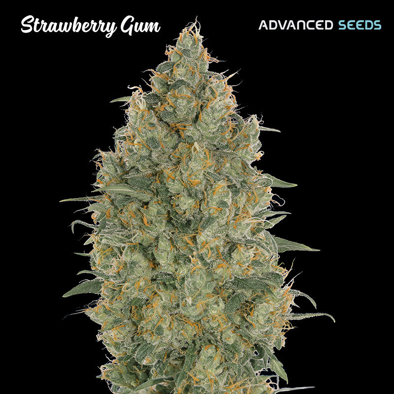 Strawberry Gum 5 + 2 u. fem. Advanced Seeds