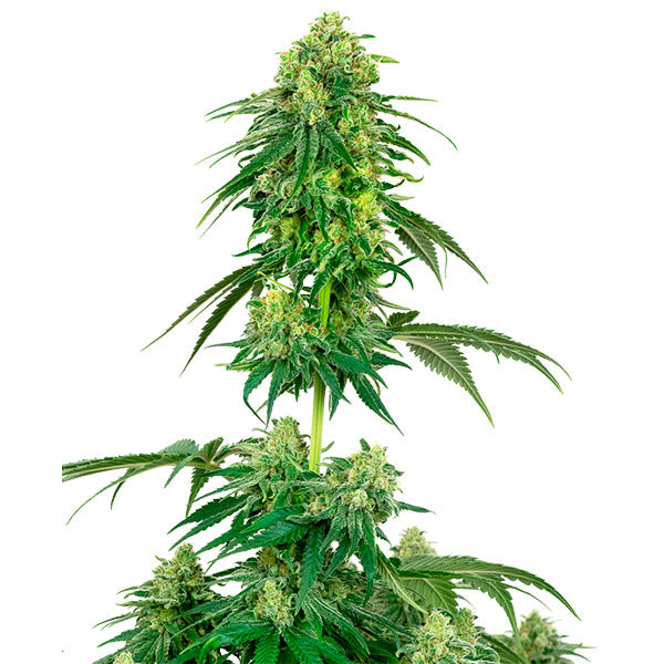 Strawberry Kush 3 u. fem. White Label