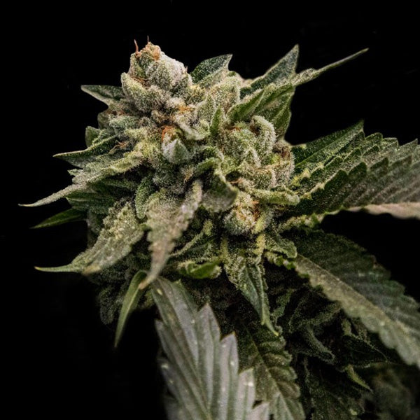 Strawberry Sorbet 5 fem. seeds DNA Genetics