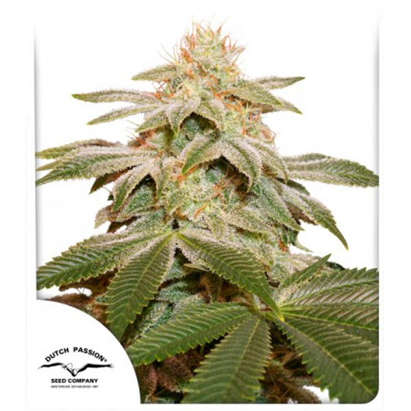Sugar Bomb Punch 3 u. fem. Dutch Passion