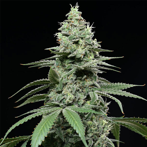 Sunset Pie 3 u. fem Cookies Seed Bank