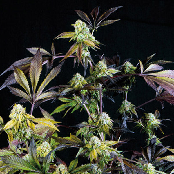 Sunset Sherbet 5 u. fem. Pyramid Seeds